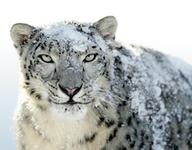 Snow Leopard